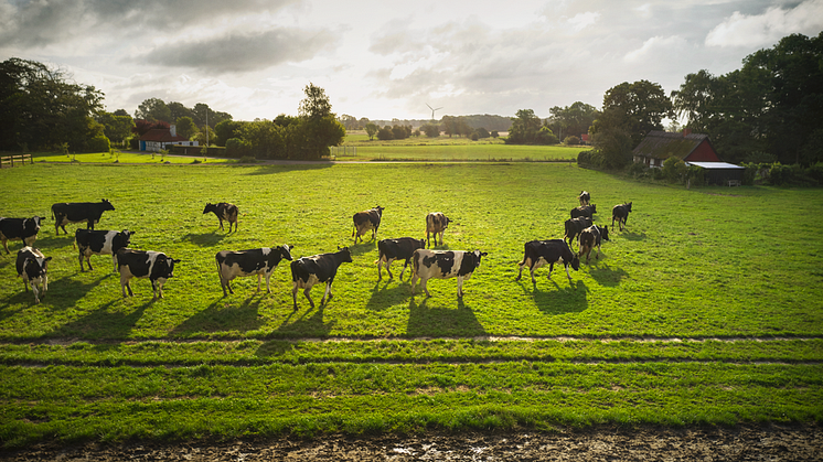 Arla søsætter ny kampagne:   ”Vi har en forpligtelse til at fortælle danskerne om vores arbejde   med den grønne omstilling” 