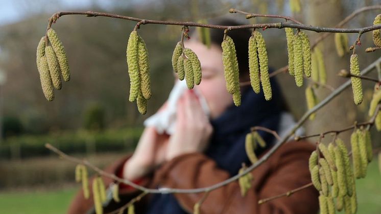 Pollensäsongen är igång så smått. Palynologiska laboratoriet på Naturhistoriska riksmuseet presenterar en första rapport som visar på pollen från hassel och al.