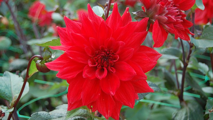 Dahlia 'Regina', en av årets nya sorter. Denna dahlia går att spåra till Alnarps trädgårdar i Skåne, där den togs fram 1940. Foto: Karin Persson, SLU