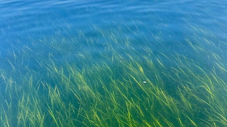 Älgräsäng i södra Bohuslän. Ålgräsängar är viktiga livsmiljöer för ett stort antal marina djur och växter. Foto: Per Moksnes