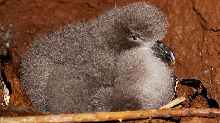 The critically endangered Galapagos Petrel is an endemic species of the archipelago threatened by habitat loss and invasive species. Photo Credit: Fundación de Conservación Jocotoco 