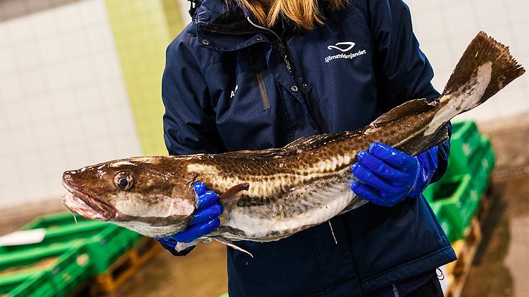 Restaurangakademien och Sjömatsfrämjandet i unikt samarbete: En ny sjömatsutbildning lanseras