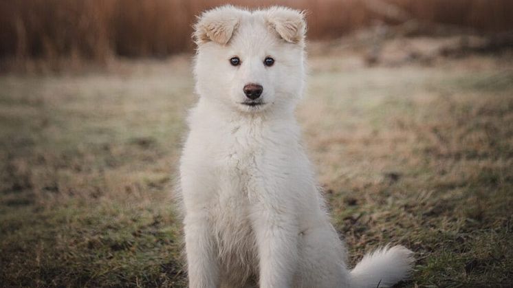 NK STOCKHOLM VÄLKOMNAR HUNDSTALLET TILL NK STAGE MELLAN 22-26 JANUARI
