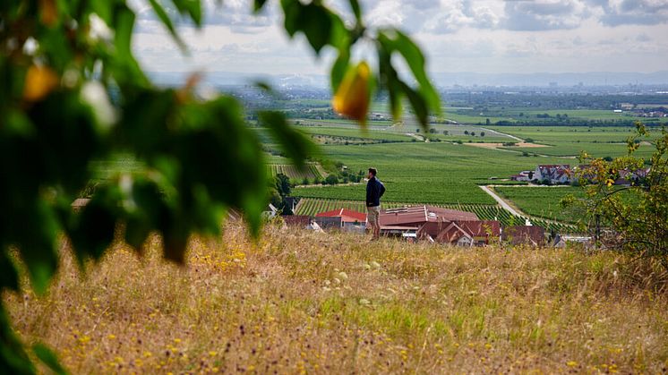 weingut-rings-weingut-rings-christian-ernst-freinsheim-ausblick-andy-1024x683.jpg