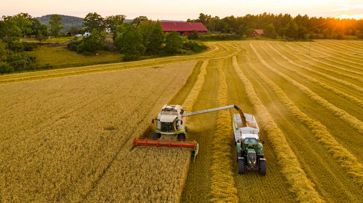 Försenade etableringar av både höstsådda och vårsådda grödor i kombination med försommartorkan minskade årets skörd till under femårsgenomsnittet. Foto: Thomas Adolfsén, Scandinav.