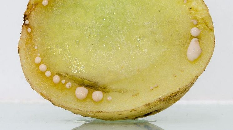 Symtom på mörk ringröta i potatis kan vara missfärgningar och bakteriedroppar från den så kallade kärlringen. Foto: Eppo.