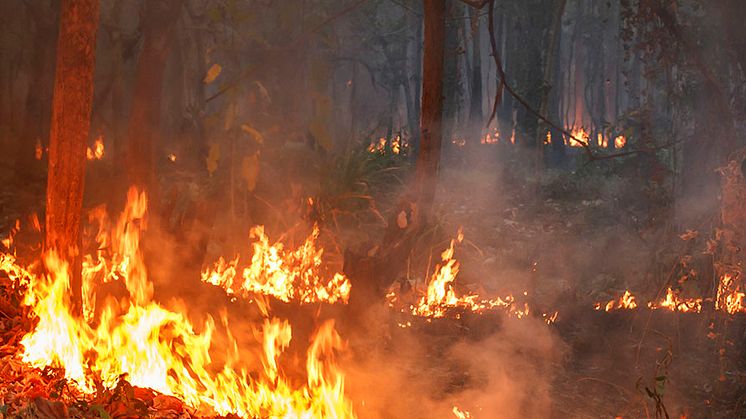 Klimaendringene fører til varmere temperaturer og tørrere forhold, og igjen til at skogbrannsesongen starter tidligere og slutter senere. Illustrasjonsfoto: Colourbox