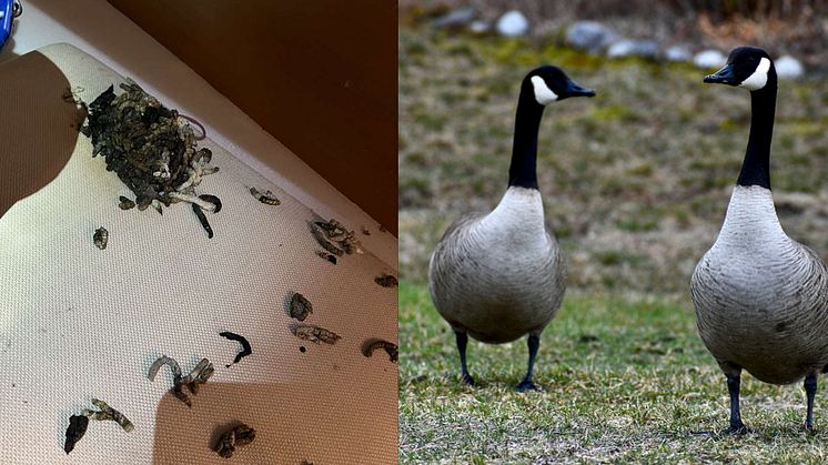 Båtskader og kanadagjess