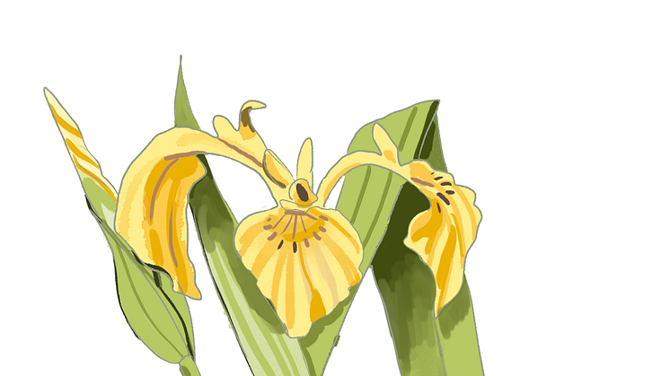 våtmark växter illustration svärdslilja.png