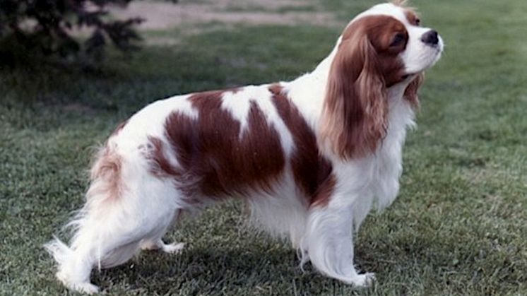 Cavalier king charles spaniel. Foto: Lolan Dahlin.