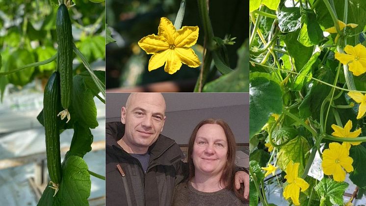Predrag och Biljana odlar slanggurka i Helsingborg. Nu satsar de på ozonrening av vattnet för miljön.