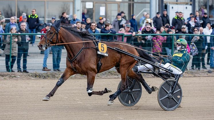 Massimo Hoist debuterar i Elitloppet och försvarar Finlands färger. Foto: Anu Leppänen