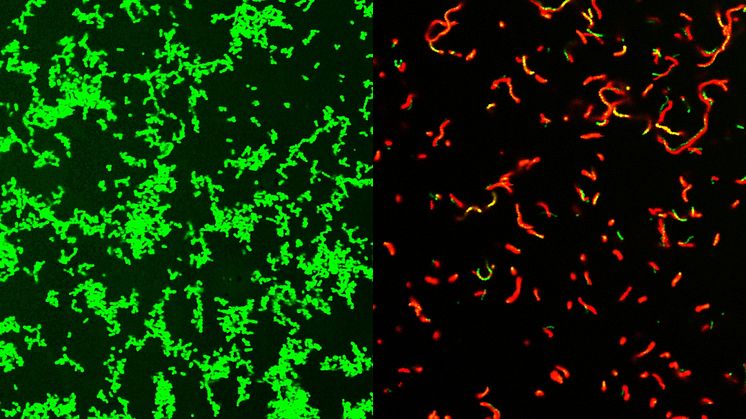 Till vänster visas obehandlade Streptococcus pyogenes-bakterier. Efter behandling med den nya antibiotikan är petriskålen full av döda bakterier. Bild: Zongsen Zou, Washington University School of Medicine in St. Louis