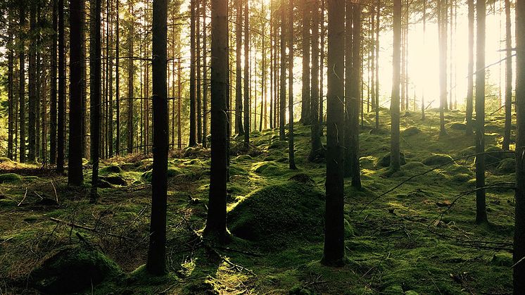 Die SI Leben erzielte die höchste bisher von Assekurata im Nachhaltigkeitsrating vergebene Note. Foto: Gustav Gullstrand/unsplash.com