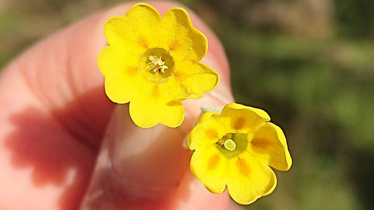Gullvivor har två olika blomtyper. Den långstiftade (L-morf) har lång pistill och korta ståndare medan den kortstiftade (S-morf) har kort pistill och höga ståndare. Foto: Sara Cousins