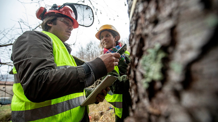Metria Markkoll skapar en helt ny tillvaro för alla som jobbar med skoglig värdering. 