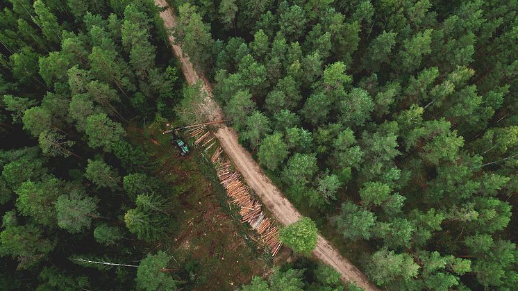 På väg att köpa en skogsfastighet och vill veta mer om skogen?