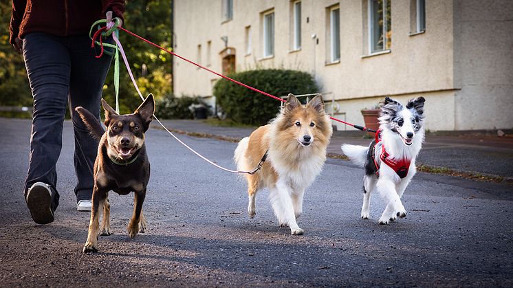 Stor ökning av hemlösa hundar – hela Sverige promenerar