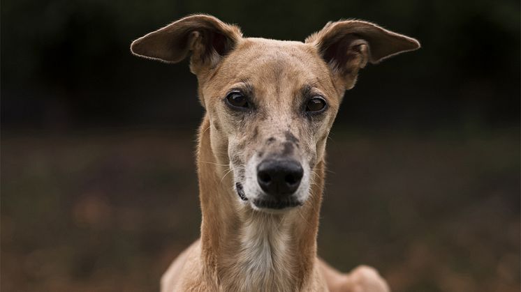 Hundar Utan Hem inleder samarbete med Great Hounds in Need