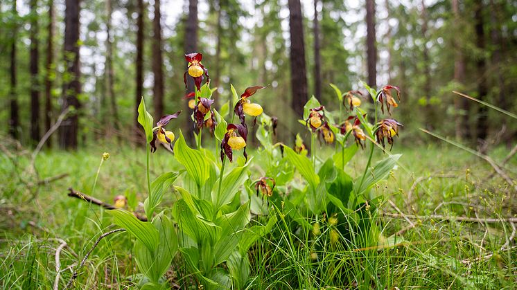 Neuer Lebensraum in der Pupplinger Au: Der Gelbe Frauenschuh, eine seltene Orchideenart, blüht erstmals auf einer Ökokonto-Fläche der Bayernwerk Netz.