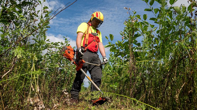 Damit auf einer Fläche bei Amselfing ein robuster Mischwald entsteht, gehört Mähen zur regelmäßigen Pflege. Die Bayernwerk Netz sammelt als Ausgleich für Netzbaumaßnahmen Punkte auf einem Ökokonto.