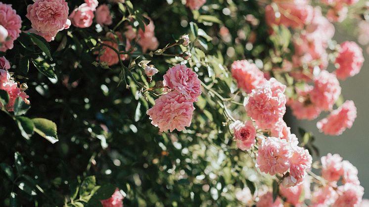 Rosor. Foto: Pixabay.