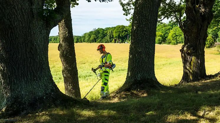Svevia vinner kontrakt för skötsel av trädalléer. Foto: Mikael Sjöberg