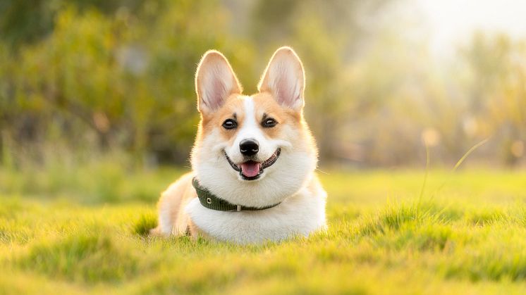 dog-4988985_1280.jpg
