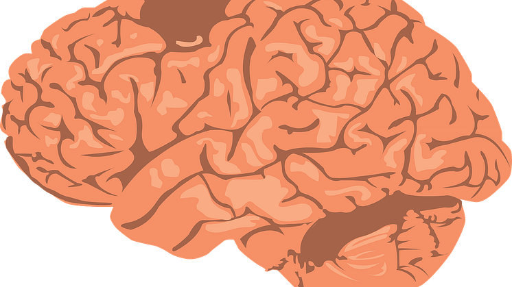 Ny studie avslöjar hur visuell röra påverkar hjärnans bearbetning Pixabay CC0