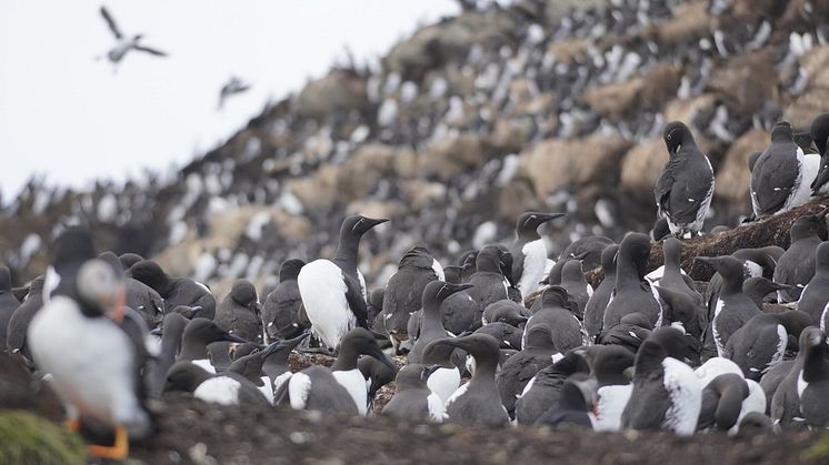 En sjöfågelkoloni i Norge, där denna modell skulle kunna tillämpas. Foto: Claus Rüffler