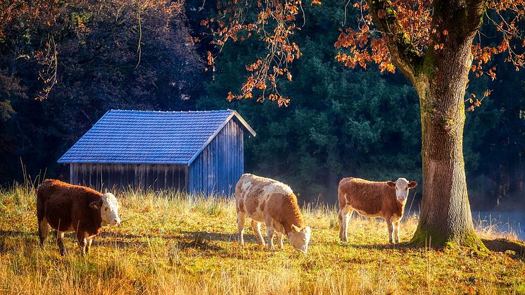 pasture-6815352_1280.jpg