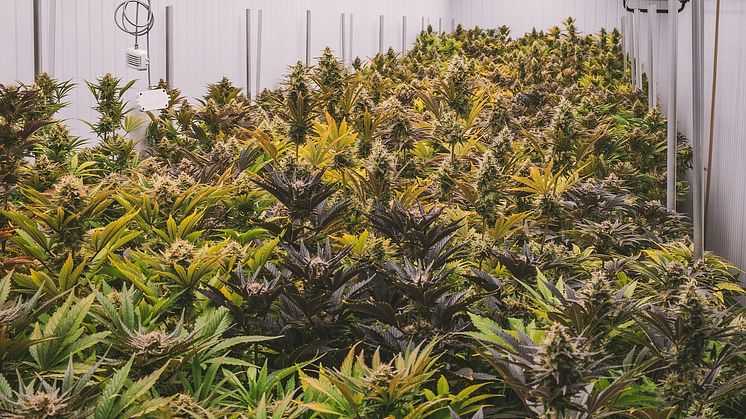 Cannabis stör hjärnaktiviteten hos unga vuxna med benägenhet för psykos Pixabay CC0
