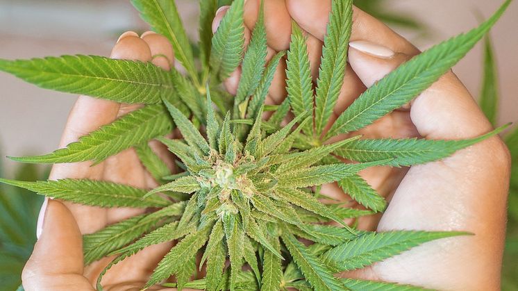 marijuana-leaf-5315562_1920.jpg