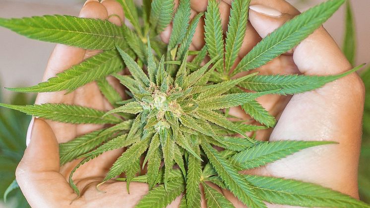 Cannabisberoende kopplas till dopaminmönster liknande de vid psykos Pixabay CCO