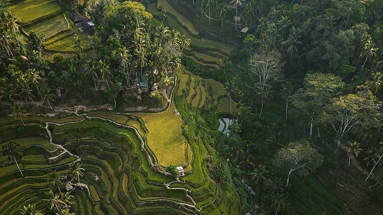 Ubud-Header.jpg