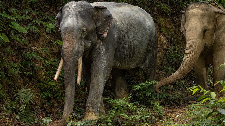 Elefanter i det djurvänliga reservatet Following Giants i Thailand. Foto: World Animal Protection.