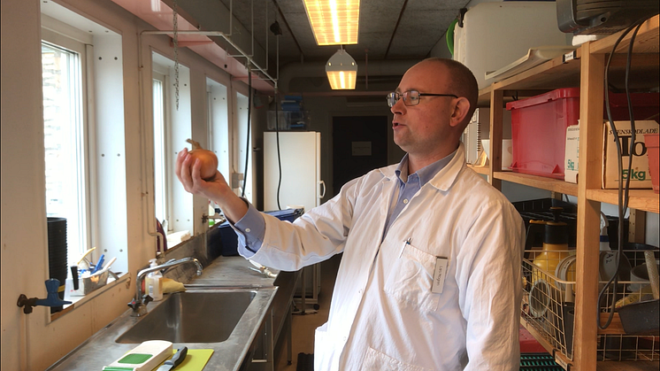 Lars Mogren, forskare SLU med lök.