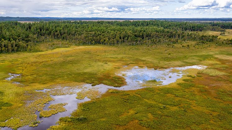 Biodiversitet