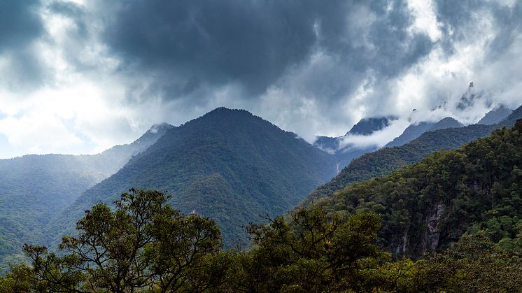 Regn avdunstar från Amazonas molnskogar i Peru. Molnskogar eller dimskog är en typ av biotop i bergsregnskogar i tropiskt- eller subtropiskt klimat. Foto: Álvaro Bueno/Mostphotos