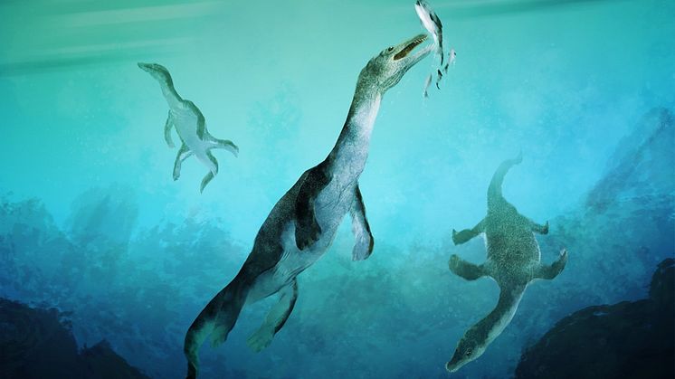 Reconstruction of the oldest sea-going reptile from the Southern Hemisphere. Nothosaurs swimming along the ancient southern polar coast of what is now New Zealand around 246 million years ago. Artwork by Stavros Kundromichalis.