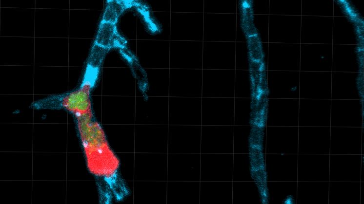Kapillärkärl (blått) i mushjärna (svart). En immuncell (rött) har fastnat i kärlväggen och innehåller Toxoplasmaparasiter (grönt) som förökar sig. Dotterparasiterna sprids sedan till hjärnvävnaden. Foto: M. Rodriguez