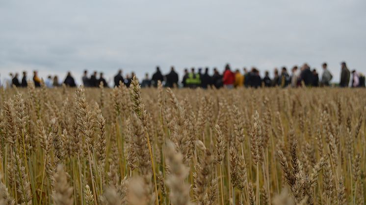 Det var både lokala och internationella besökare när branschen slöt upp för Fältdag på Öjebyn Agro Park.