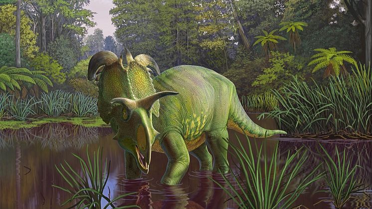 Rekonstruktion af 'Lokiceratops rangiformis'. Artwork af Fabrizio Lavezzi © Evolutionsmuseet, Knuthenborg