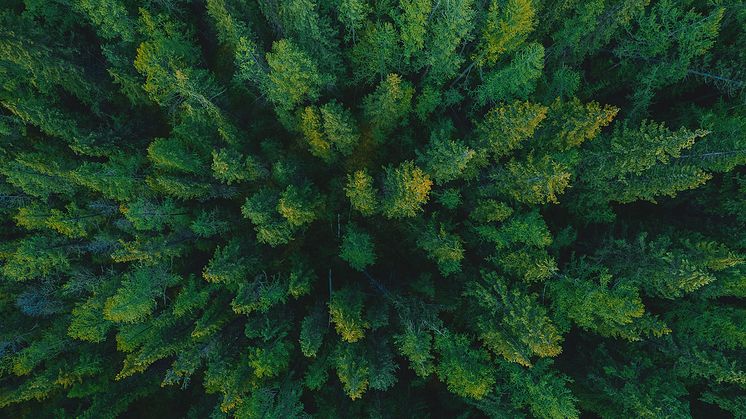 Ny rapport: Skog & Ekonomi  - de senaste nyheterna i skogssektorn