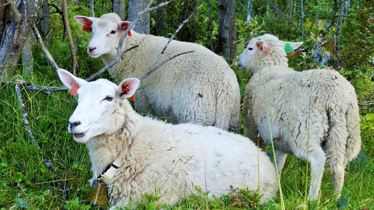 Lam fra lyngen er en suksesshistorie innen nordnorsk lokalmat. Foto: Verena Sitzinger / visit-lyngenfjorden.com
