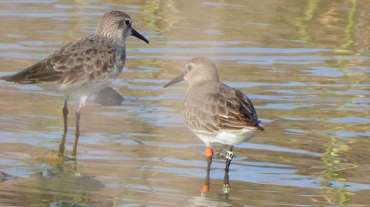 Sydlig kärrsnäppa (Calidris alpina schinzii), Mintgrön M, i La Charca de Maspalomas på Gran Canaria.  Foto: Miguel Angel Hernandez