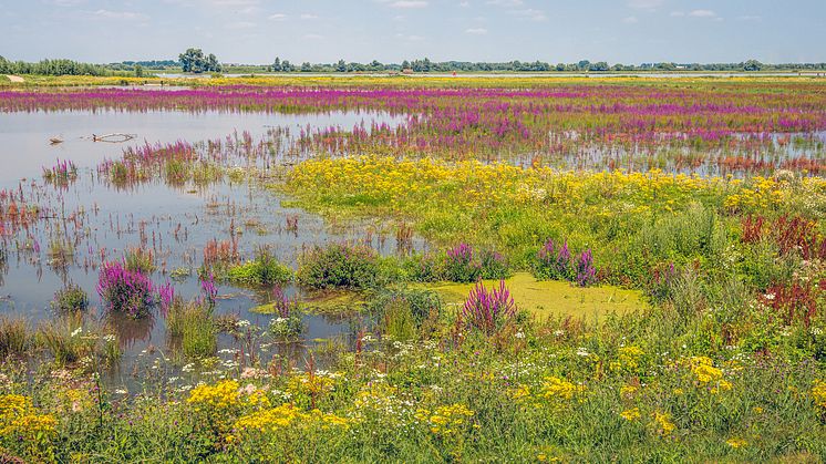 COP15-avtal sätter tryck på biodiversiteten