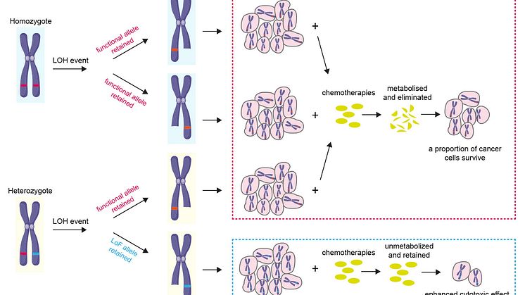 Bilden illustrerar den strategi som används för att identifiera CYP2D6 som ett mål för kollateral dödlighet, vilket drivs av den utbredda förekomsten av förlust av heterozygoti i cancergenom.