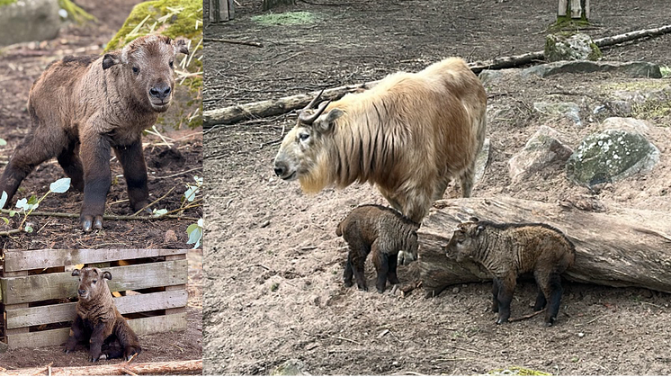 Furuvik har fått tillökning –  två hotade gyllene takiner har fötts