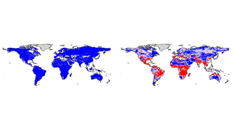 Fler regioner riskerar drabbas av flera klimatrelaterade händelser samtidigt. De blåa fälten visar regioner där enskilda händelser är vanligast, de röda visar där sammanfallande händelser är vanligast. Vänstra kartan visar idag, högra åren 2050–2099.